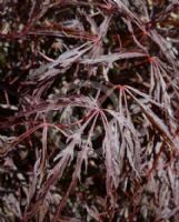 Acer palmatum (Dissectum Atropurpureum Group) Crimson Queen