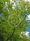 Acer palmatum Hagoromo