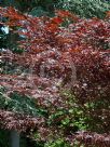 Acer palmatum Nuresagi