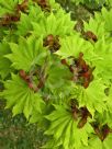 Acer shirasawanum Aureum