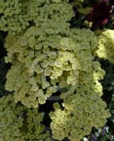 Achillea Anthea