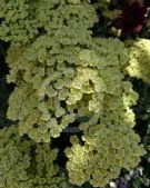 Achillea Anthea