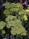 Achillea Anthea