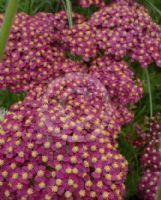 Achillea millefolium Christal