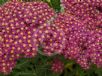 Achillea millefolium Christal