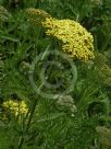 Achillea Credo