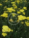 Achillea Credo