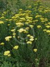 Achillea Credo