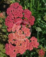 Achillea Forncett Fletton