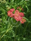 Achillea Forncett Fletton