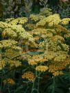 Achillea Inca Gold