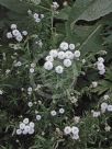 Achillea ptarmica (The Pearl Group) The Pearl