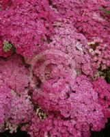 Achillea Saucy Seduction