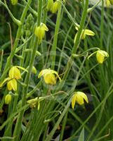 Albuca tenuifolia