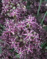 Allium atropurpureum