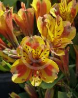 Alstroemeria Inca Exotica