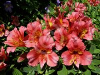 Alstroemeria Roselind