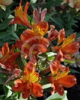 Alstroemeria Tropic