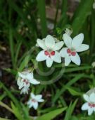 Freesia laxa Joan Evans