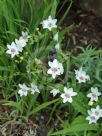 Freesia laxa Joan Evans