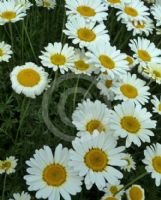 Anthemis Cally Cream