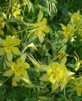 Aquilegia chrysantha Yellow Queen