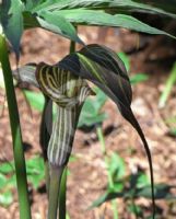 Arisaema ciliatum