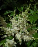 Astilbe arendsii Ellie