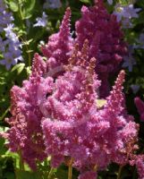 Astilbe Vision