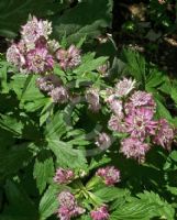 Astrantia major Rosea