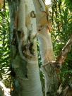 Betula utilis jacquemontii