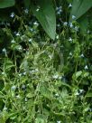 Borago pygmaea