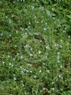 Borago pygmaea