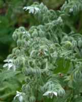 Borago officinalis Alba