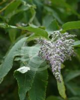 Buddleja officinalis