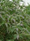 Buddleja officinalis