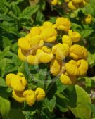 Calceolaria integrifolia Goldari