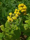 Calceolaria integrifolia Goldari