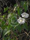 Calystegia silvatica