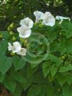 Calystegia silvatica