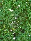 Calystegia silvatica