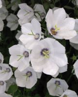 Campanula Jenny