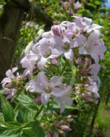 Campanula lactiflora Loddon Anna