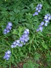 Campanula latiloba Splash