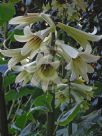 Cardiocrinum giganteum yunnanense