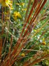 Carex buchananii