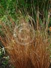 Carex buchananii