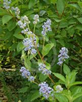 Ceanothus delileanus Gloire de Versailles