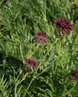 Centaurea atropurpurea