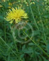 Centaurea salonitana